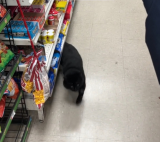 Illustration de l'article : Un homme laisse son chat à la maison pour aller faire les courses et fait face à une scène déconcertante lors de son arrivée au magasin (vidéo)