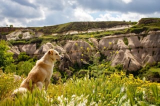 Illustration de l'article : La chute d'un chien lors d'une randonnée en montagne donne lieu à une opération de sauvetage d'envergure impliquant un hélicoptère