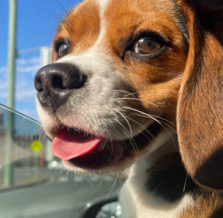 Illustration de l'article : Ce Beagle fait fondre les cœurs lorsqu’il regarde son dessin animé préféré (vidéo)