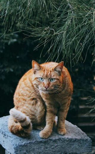 Illustration de l'article : Le combat silencieux des animaux de compagnie contre les problèmes de surpoids