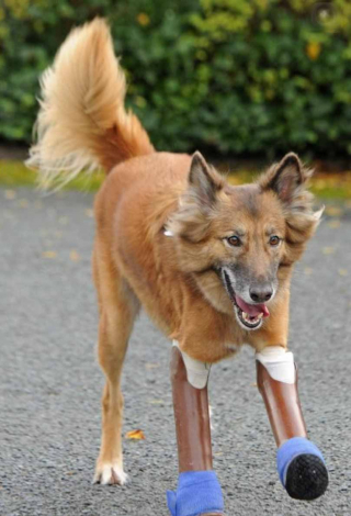 Illustration de l'article : 6 ans après, qu'est devenue la vie de ce chien amputé et recueilli par une dame qui a tout fait pour lui offrir des prothèses ?