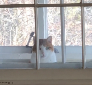 Illustration de l'article : Chaque jour, ce chat sénior se poste à la fenêtre et supplie sa propriétaire de le laisser sortir pour une raison qui la laisse perplexe (vidéo) 