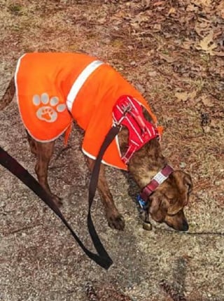 Illustration de l'article : Un chien tombé dans un fleuve gelé reçoit l'aide inespérée d'une passante qui n'hésite pas à braver l'eau glacée