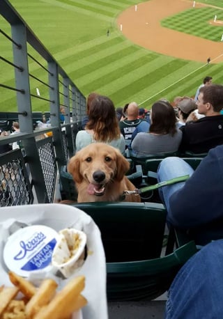 Illustration de l'article : 18 photos qui prouvent bien que les chiens sont les les plus gourmands de la planète