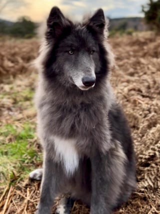 Illustration de l'article : Ce chien-loup au rare pelage bleu impressionne par son apparence unique, mais sa maîtresse met en garde les admirateurs (vidéo)