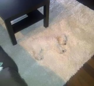 Illustration de l'article : 15 photos prouvant que les chiens sont des êtres passés maîtres dans l’art du camouflage