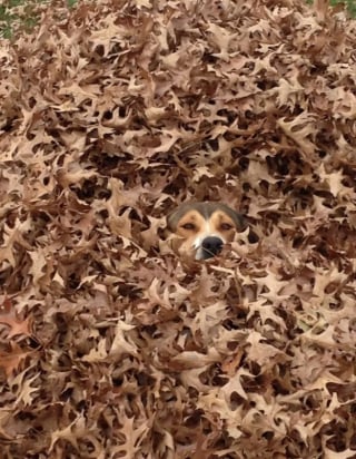 Illustration de l'article : 15 photos prouvant que les chiens sont des êtres passés maîtres dans l’art du camouflage