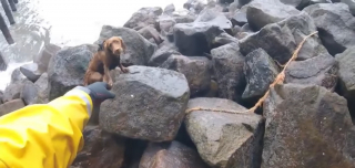 Illustration de l'article : La promenade d'un chien prend une tournure imprévue après sa chute depuis une digue et l'intervention des secours par une mer agitée (vidéo)