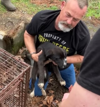 Illustration de l'article : L'approche d'une forte pluie déclenche le stress des sauveteurs qui tentent d'extirper un chiot pris au piège dans un égout pluvial (vidéo)