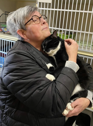 Illustration de l'article : La rencontre entre une femme endeuillée et ce chat pensionnaire d'un refuge qui attend sa chance depuis 1 an