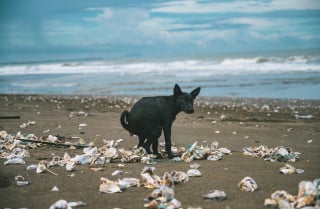 Illustration de l'article : Les comportements étranges que peuvent avoir votre chien et leurs significations