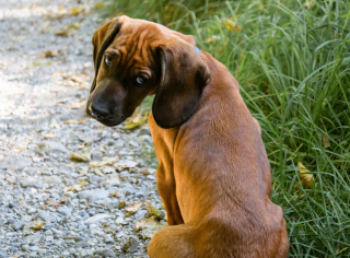 Illustration de l'article : Les comportements étranges que peuvent avoir votre chien et leurs significations