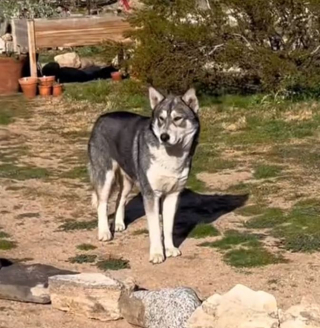 Illustration de l'article : Un fermier pense tomber nez à nez avec un loup, décide de lui venir en aide et se fait un nouvel ami pour la vie (vidéo)