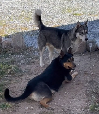 Illustration de l'article : Un fermier pense tomber nez à nez avec un loup, décide de lui venir en aide et se fait un nouvel ami pour la vie (vidéo)