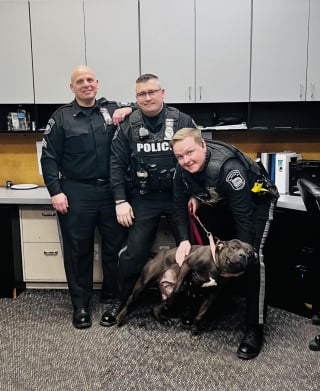 Illustration de l'article : Une chienne découverte attachée à un banc dans un parc depuis plus de 8 heures est recueillie par la police qui lance immédiatement une enquête