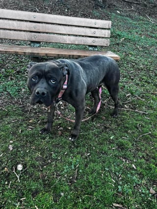 Illustration de l'article : Une chienne découverte attachée à un banc dans un parc depuis plus de 8 heures est recueillie par la police qui lance immédiatement une enquête