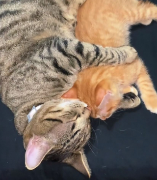Illustration de l'article : Pour soulager leur maman malade, un papa chat se surpasse pour ses chatons nouveau-nés (vidéo)
