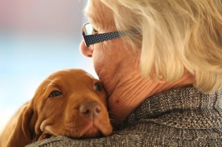 Illustration de l'article : Les avantages insoupçonnés des chiens et des chats pour la santé de leurs propriétaires