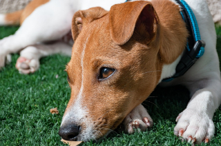 Illustration de l'article : Ces signaux qui doivent vous alerter sur un besoin d'amour et une éventuelle dépression de votre chien