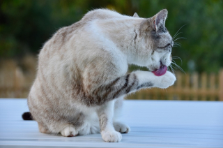 Illustration de l'article : La langue de votre chat a une texture rugueuse et ce n'est pas un hasard