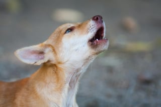 Illustration de l'article : Les signes infaillibles pour reconnaître un chien qui s'ennuie