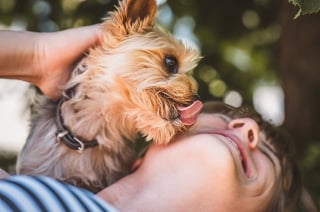 Illustration de l'article : La signification de ces comportements canins étranges et qui vous intriguent