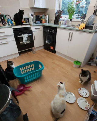 Illustration de l'article : 16 photos de chats qui ont littéralement décidé de s’inviter là où ils en avaient envie