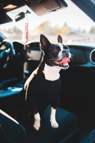 Illustration de l'article : Des chercheurs révèlent le secret des chiens pour ressentir qu'ils sont près de chez eux lors d'un trajet en voiture