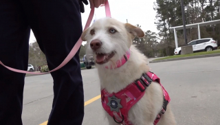 Illustration de l'article : Après avoir été retrouvée dans un sac poubelle, cette chienne croisée Husky se voit confier une mission spéciale au sein de la police