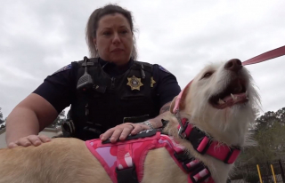 Illustration de l'article : Après avoir été retrouvée dans un sac poubelle, cette chienne croisée Husky se voit confier une mission spéciale au sein de la police