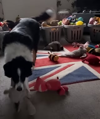 Illustration de l'article : Ce Border Collie particulièrement intelligent, a développé un don qui fait la fierté de son maître (vidéo)