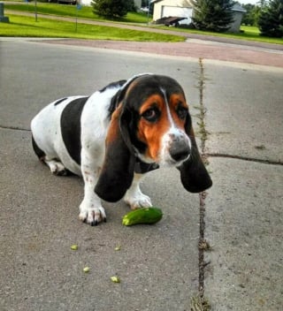 Illustration de l'article : 13 photos de chiens et de chats pris sur le fait en train de commettre des bêtises qui resteront parmi les plus grosses de leur vie