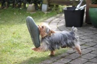 Illustration de l'article : 13 photos de chiens et de chats pris sur le fait en train de commettre des bêtises qui resteront parmi les plus grosses de leur vie