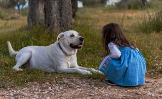 Illustration de l'article : 7 raisons qui expliquent pourquoi un chien remue la queue 