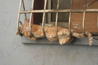 Illustration de l'article : 18 photos de chats champions hors pair de la sieste