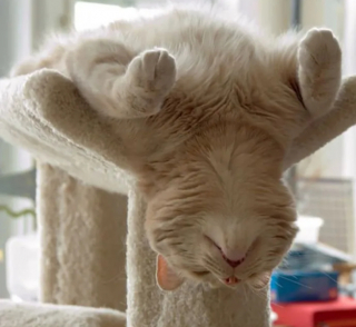 Illustration de l'article : 18 photos de chats champions hors pair de la sieste