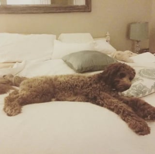 Illustration de l'article : 14 photos de chiens qui sont littéralement tombés de sommeil