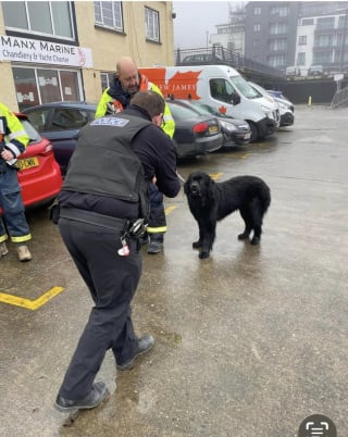 Illustration de l'article : Le lien fort entre 2 chiens en fugue mène à une opération de sauvetage émouvante dans un port