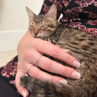 Illustration de l'article : La réaction bouleversante d'une chatte reconnaissant à l'aéroport la personne qui a transformé sa vie en bonheur (vidéo)