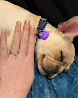 Illustration de l'article : La touchante histoire de Banjo, un adorable chien de refuge qui s’est transformé en petit Cupidon (vidéo)