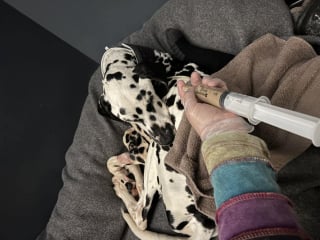 Illustration de l'article : Cette Dalmatienne découverte errante et cachectique cachait à ses bienfaiteurs un secret impliquant d'autres vies à sauver