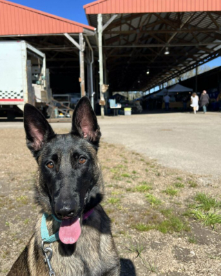 Illustration de l'article : 15 photos de chiens ou de chats montrant une joie indicible après avoir été adoptés