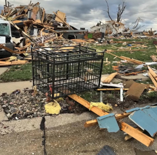 Illustration de l'article : Un chien s’envole dans une tornade et refait miraculeusement surface à plusieurs mètres de son domicile