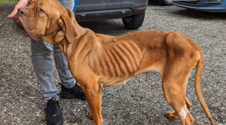 Illustration de l'article : Une chienne amaigrie s’allonge dans l’allée d’une femme bienveillante pour demander de l’aide