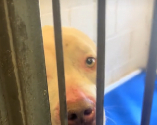 Illustration de l'article : Le chien « le plus triste du refuge » se transforme radicalement en comprenant que sa vie va changer (vidéo)