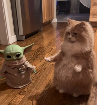 Illustration de l'article : Mei la chatte qui préfère se tenir debout fait à nouveau parler d'elle en célébrant la journée Star Wars à sa manière (vidéo)