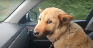 Illustration de l'article : Le propriétaire d'un chien disparu à des dizaines de kilomètres de son domicile n'en croit pas ses oreilles en entendant un aboiement familier 41 jours plus tard