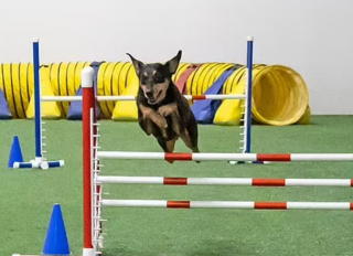Illustration de l'article : Jugé non adoptable par un refuge, un chien devient un champion d’agility grâce à l’amour et à la patience de sa maîtresse