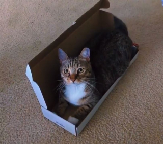 Illustration de l'article : N’appréciant pas son nouvel appartement, ce chat proteste contre le déménagement de ses propriétaires de manière théâtrale (vidéo)