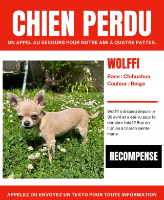 Illustration de l'article : Sans nouvelles de son chiot Chihuahua depuis 2 semaines, elle prend le 1er train l'emmenant 800 km plus loin après l'appel surprise d'un vétérinaire